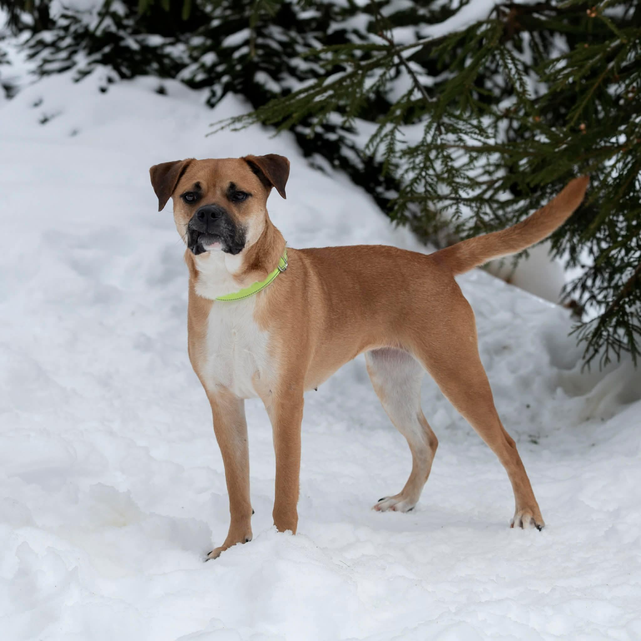 Enlarge Paulina , a ADOPTABLE mixed breed in Brooks, ME image 3/3