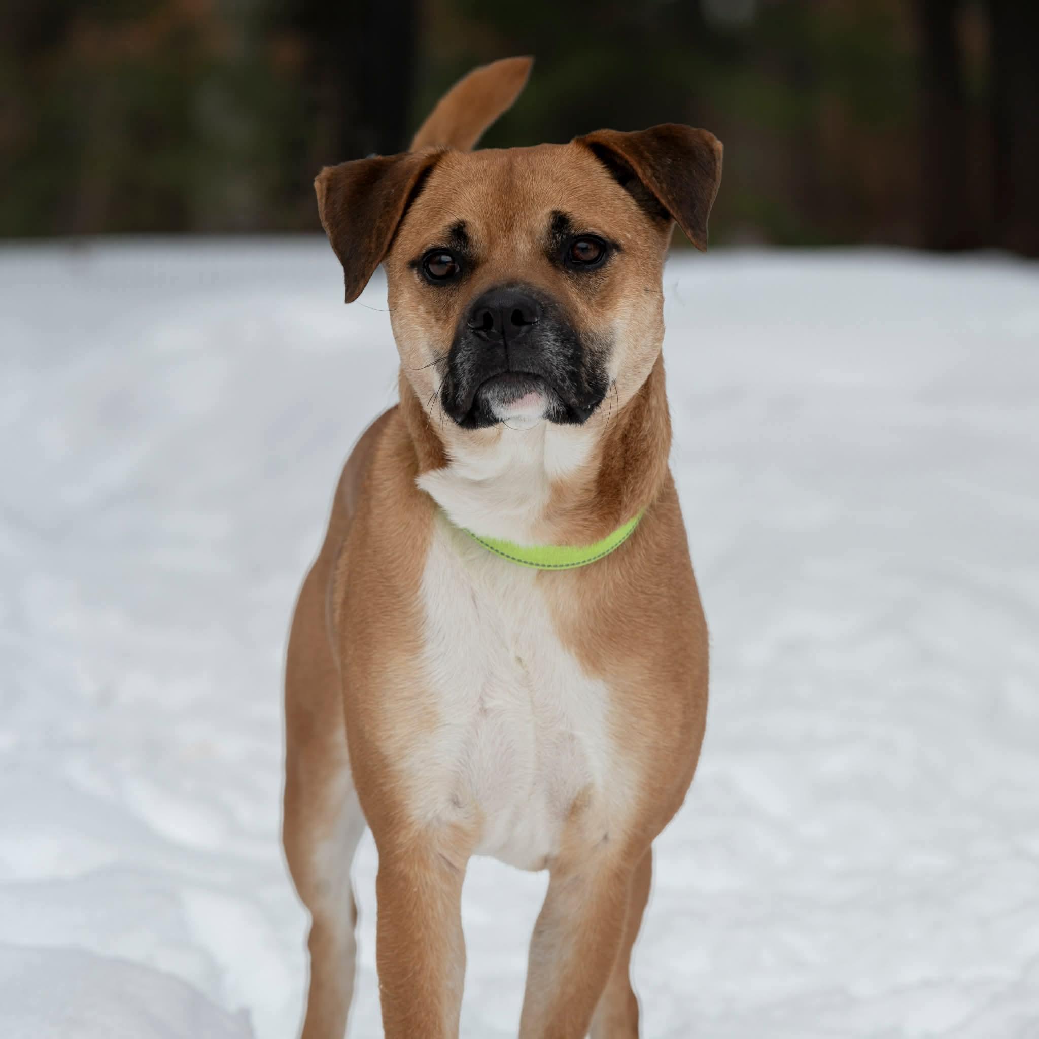 Enlarge Paulina , a ADOPTABLE mixed breed in Brooks, ME image 2/3