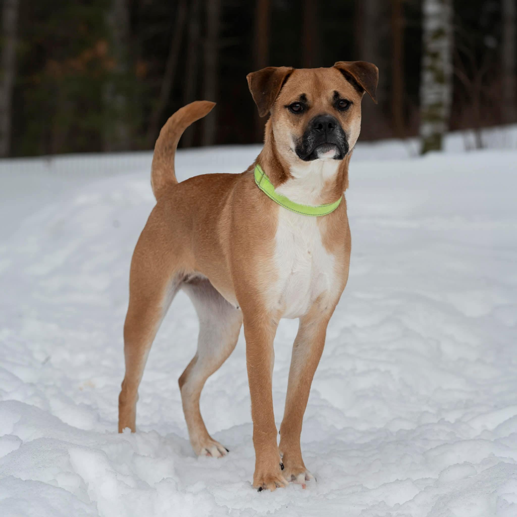 Enlarge Paulina , a ADOPTABLE mixed breed in Brooks, ME image 1/3