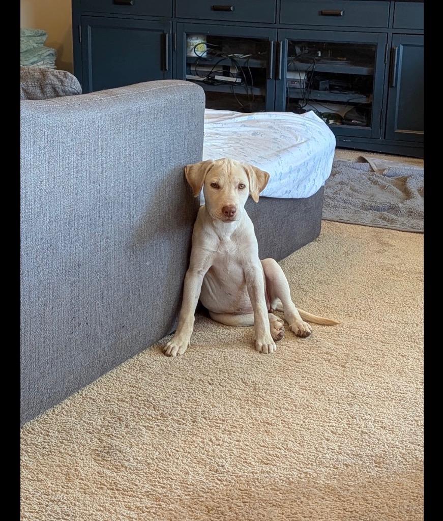 Enlarge Sunny, a Adopted mixed breed in Heber City, UT image 1/1