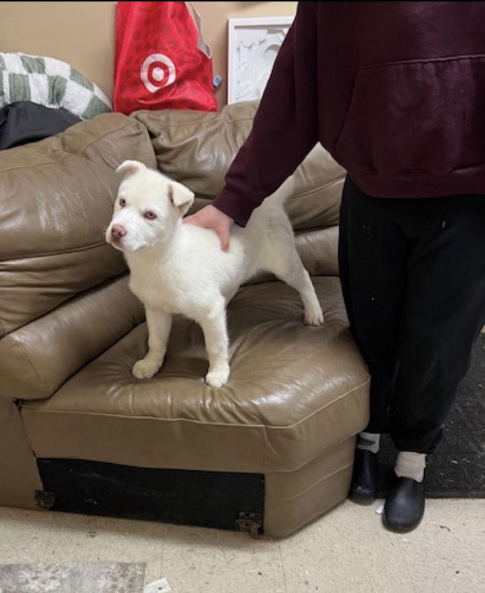 Mamba, Adoptable, Puppy Male Labrador Retriever & Golden Retriever.
