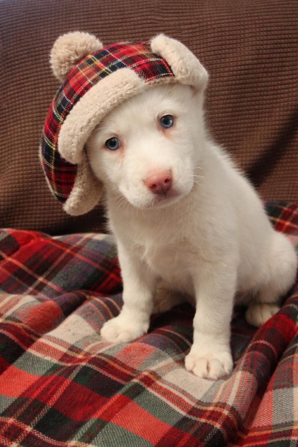 Enlarge Mamba, a Adoptable mixed breed in Mount Laurel, NJ image 2/3