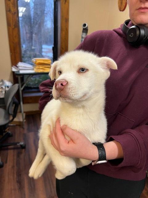 Enlarge Mamba, a Adoptable mixed breed in Mount Laurel, NJ image 3/3