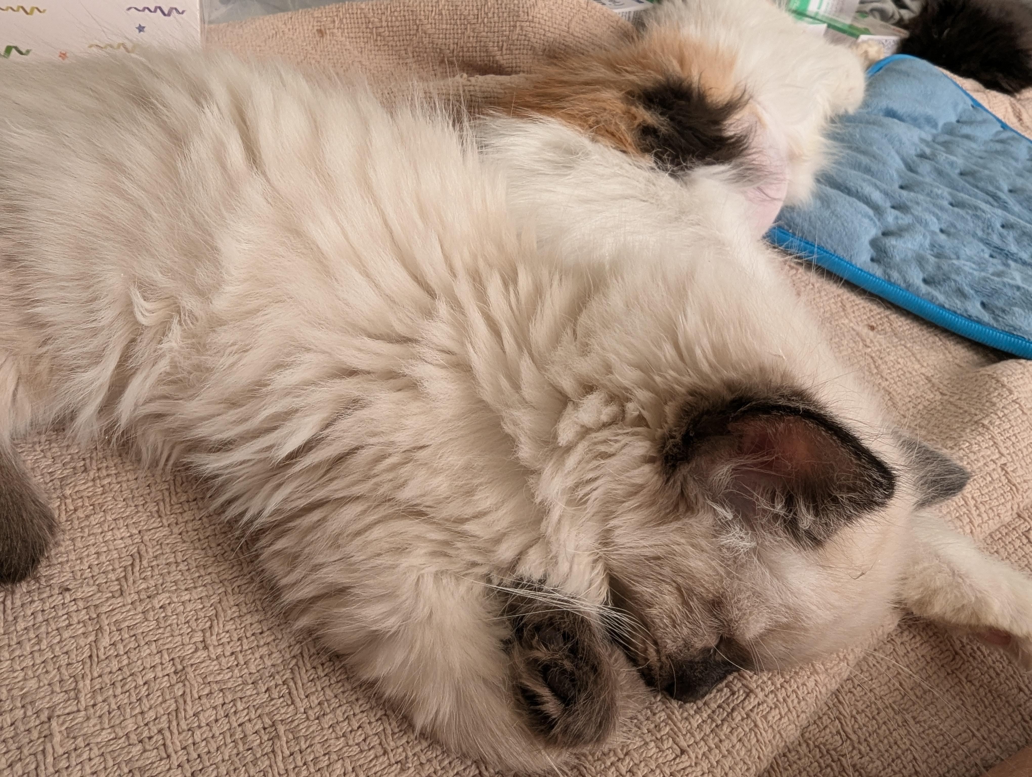 Himalayan Cotton Baby, adopted, Kitten Male Himalayan.