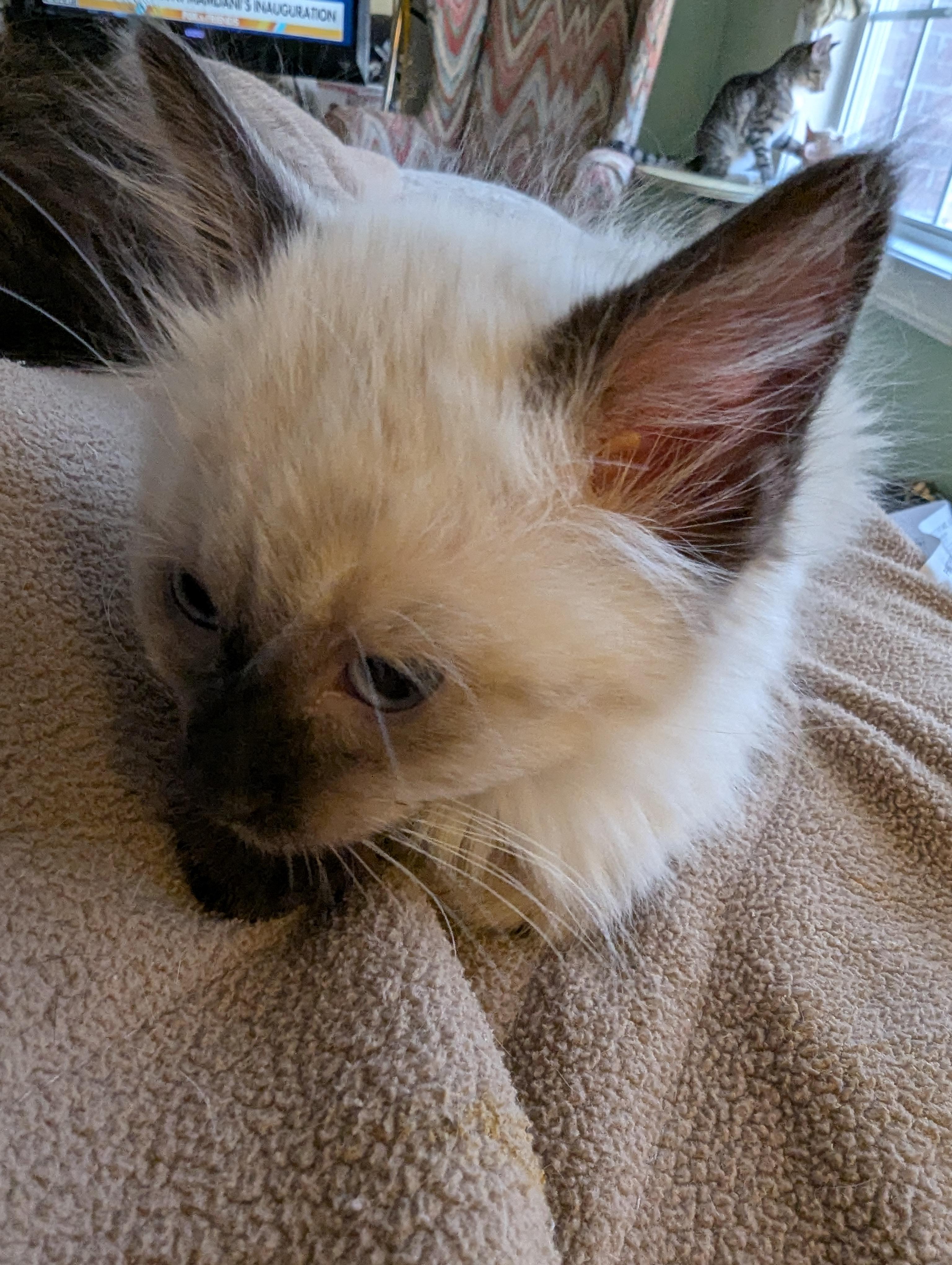 Enlarge Himalayan Cotton Baby, an adopted Himalayan in Malden, MA image 2/3