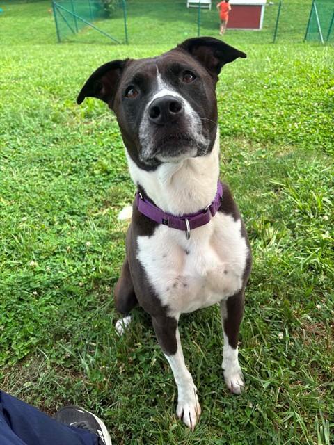 Enlarge TYSON, a Adoptable mixed breed in Saint Peters, MO image 1/1