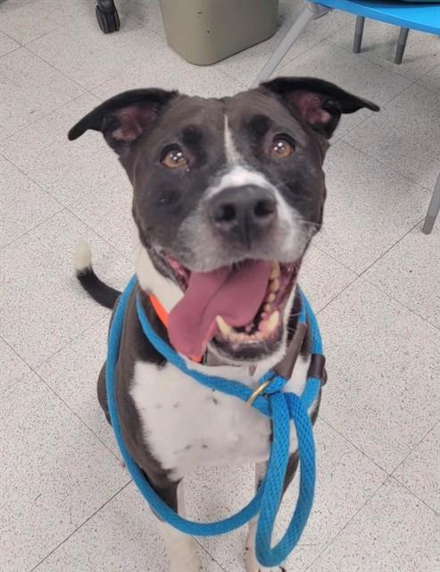 Enlarge TYSON, a Adoptable mixed breed in Saint Peters, MO image 1/1