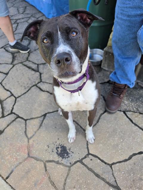 TYSON, Adoptable, Adult Male Pit Bull Terrier & Mixed Breed.