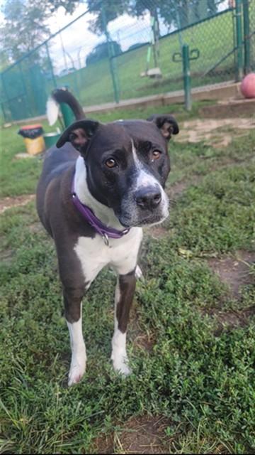 TYSON, Adoptable, Adult Male Pit Bull Terrier & Mixed Breed.