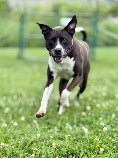 TYSON, Adoptable, Adult Male Pit Bull Terrier & Mixed Breed.