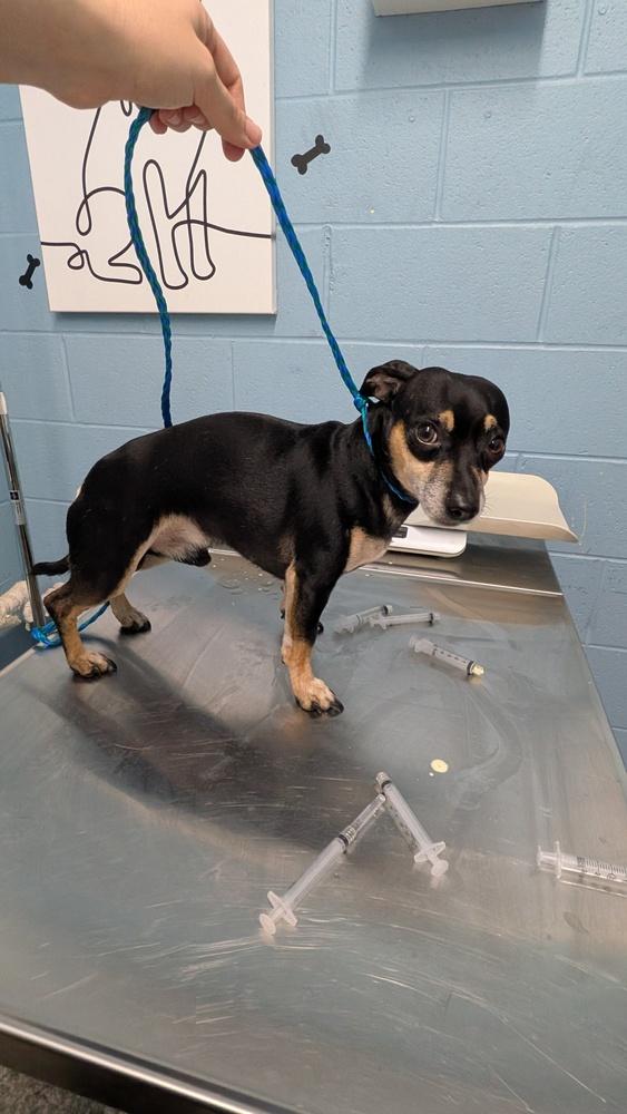 Dash BQ, Adopted, Adult Male Chihuahua.