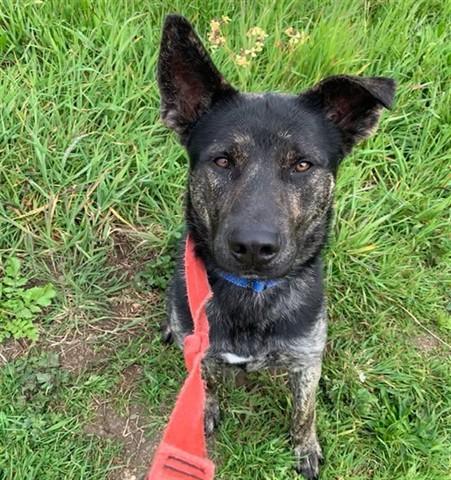 DALI, Adoptable, Young Male German Shepherd Dog & Mixed Breed.