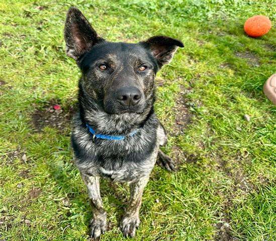 Enlarge DALI, a Adoptable mixed breed in McKinleyville, CA image 1/1