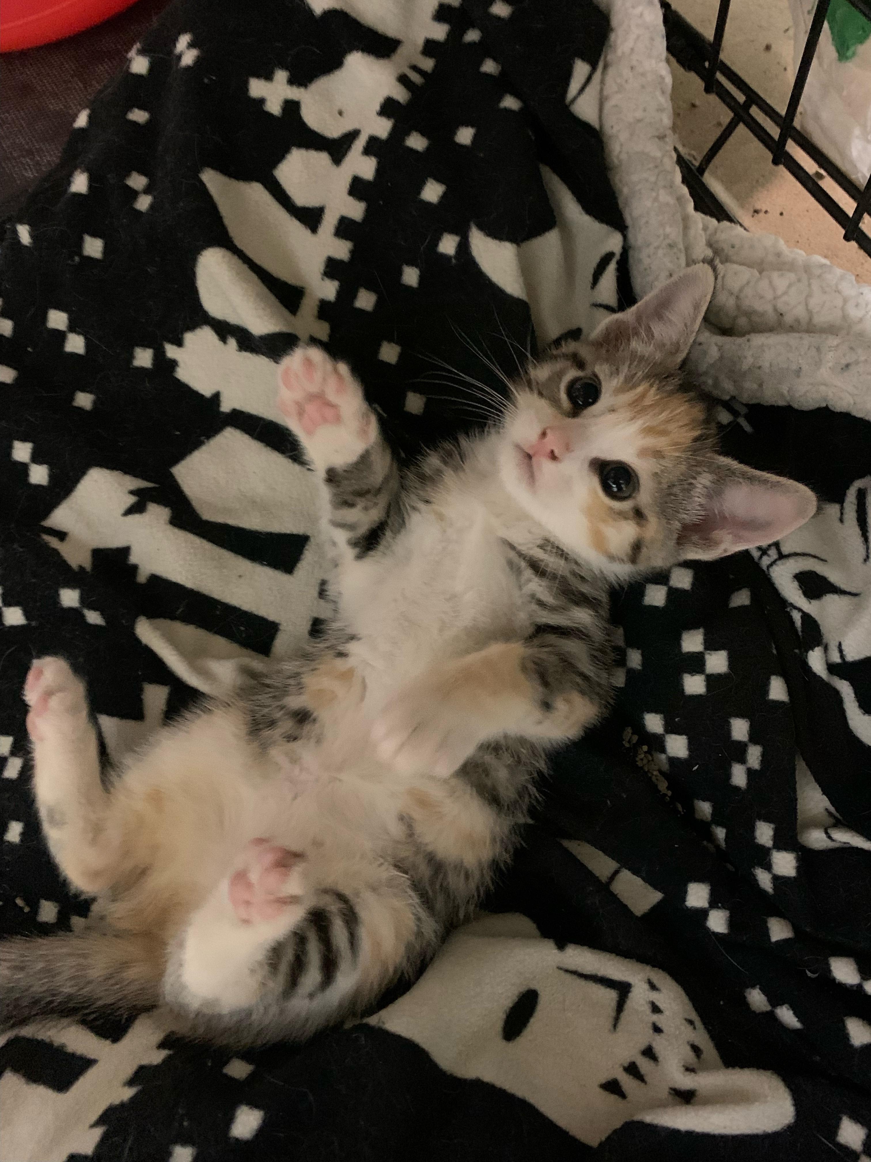 Enlarge Ms Pearl Zooms, a Adopted Torbie in Cleveland, OH image 1/4