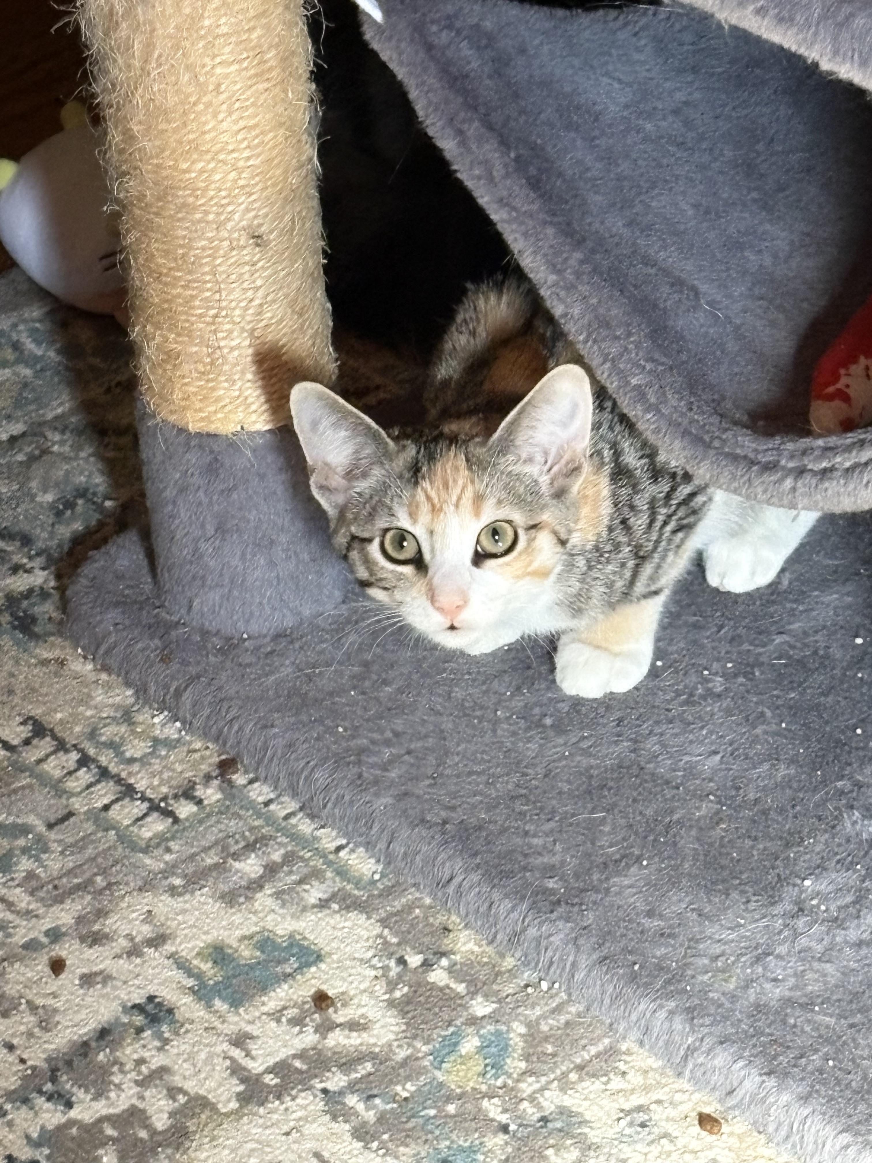 Enlarge Ms Pearl Zooms, a Adopted Torbie in Cleveland, OH image 2/4