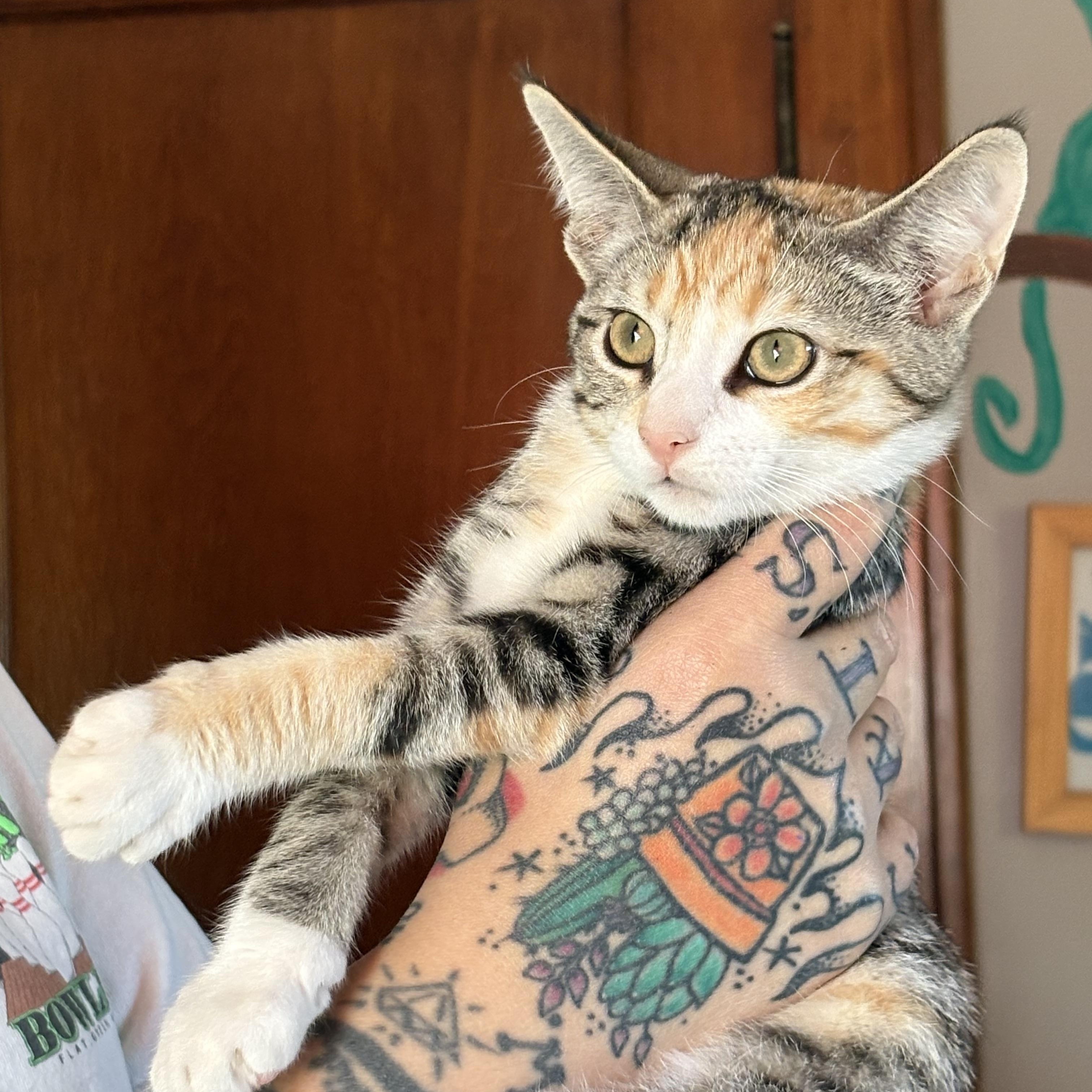 Enlarge Ms Pearl Zooms, a Adopted Torbie in Cleveland, OH image 3/4