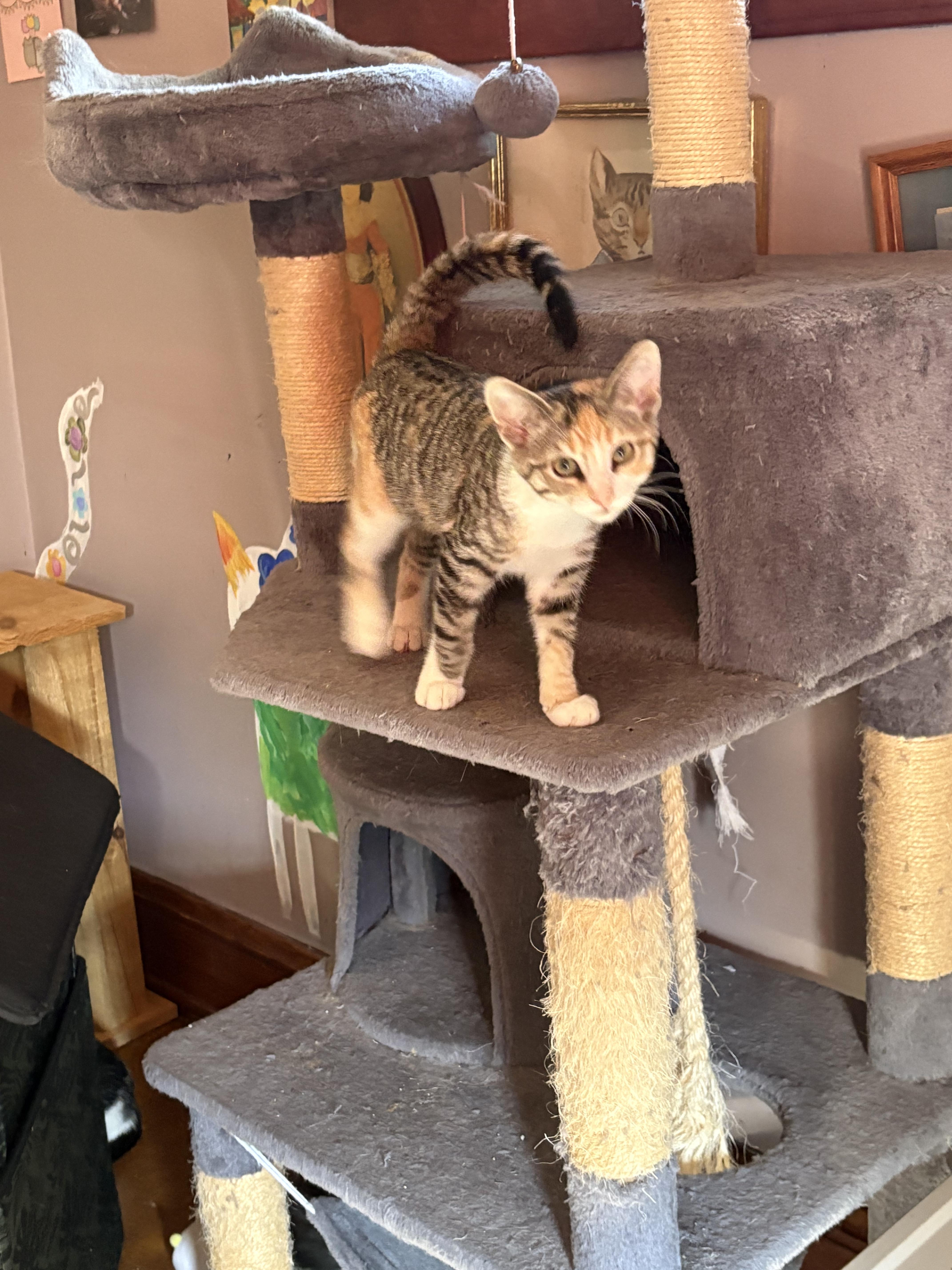 Enlarge Ms Pearl Zooms, a Adopted Torbie in Cleveland, OH image 4/4