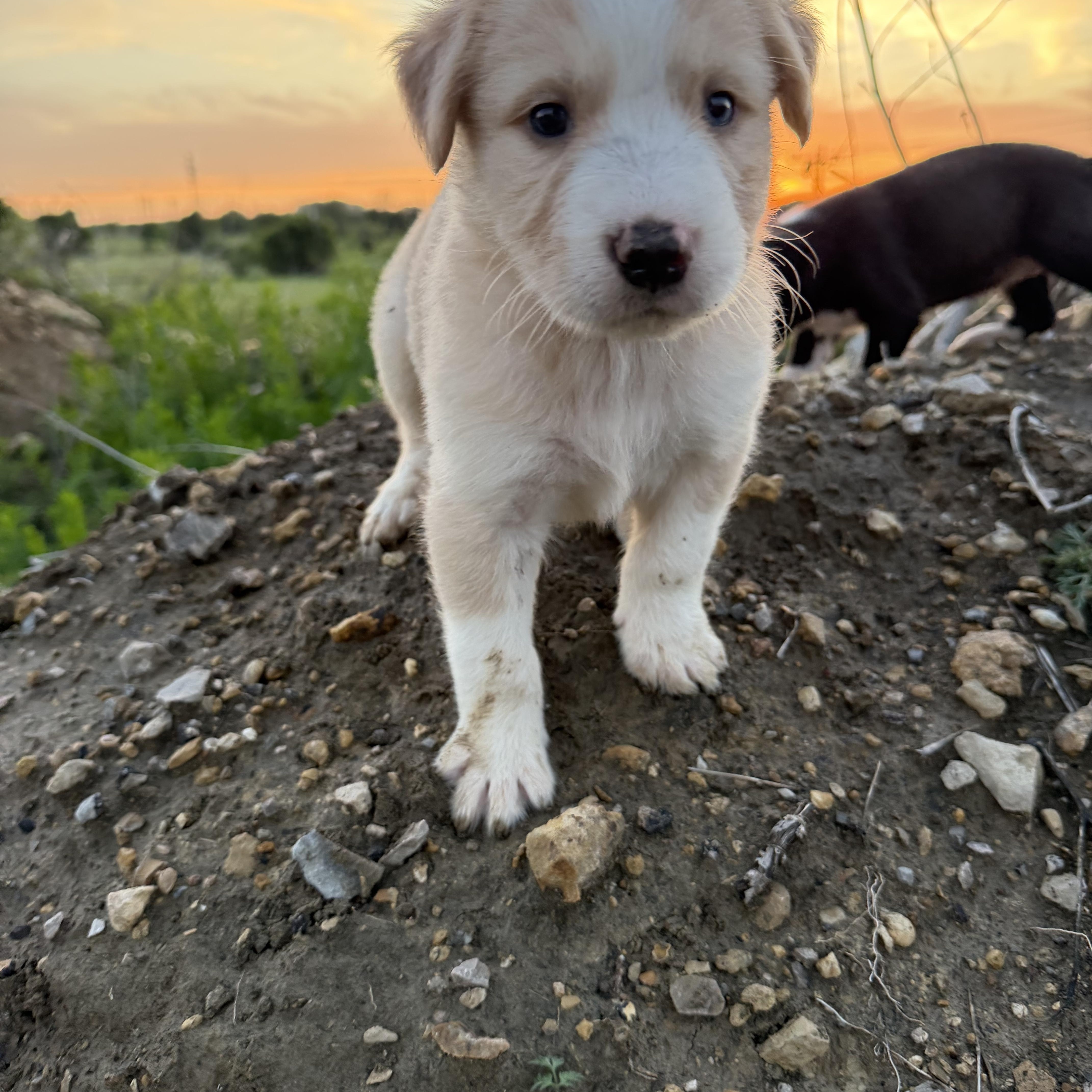Enlarge Mr.Kent, an adopted mixed breed in Haslet, TX image 1/1