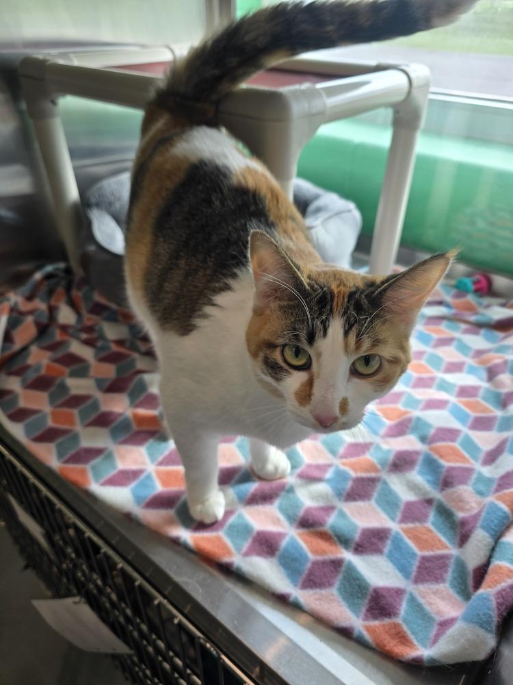 Sassy, Adoptable, Adult Female Domestic Short Hair.