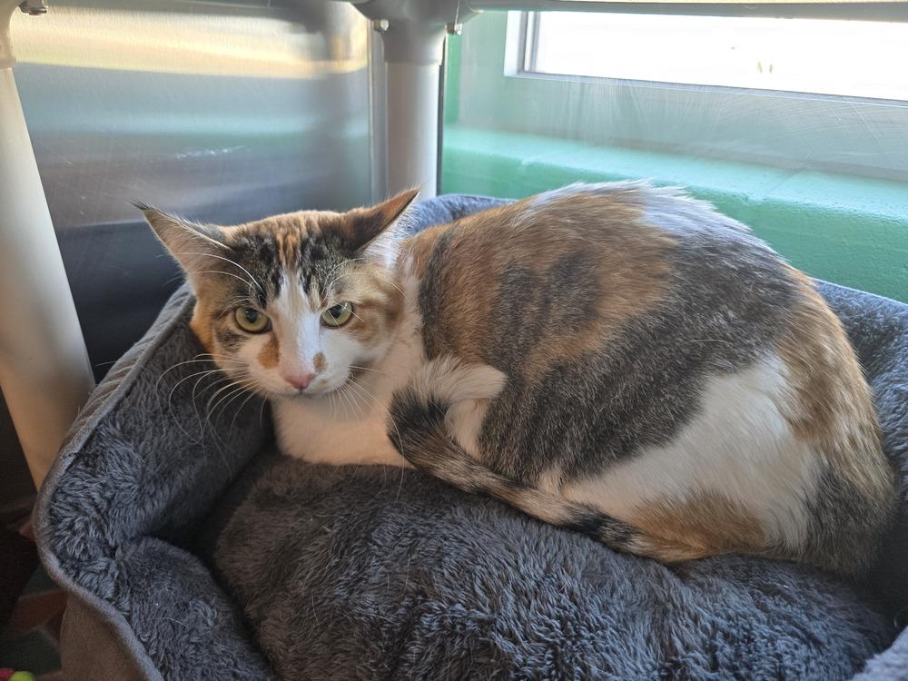 Sassy, a Adoptable Domestic Short Hair in Wellington, KS image 2/6