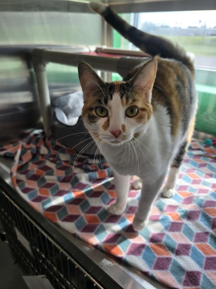 Sassy, a Adoptable Domestic Short Hair in Wellington, KS image 3/6