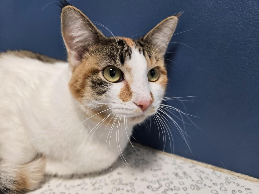 Sassy, a Adoptable Domestic Short Hair in Wellington, KS image 4/6