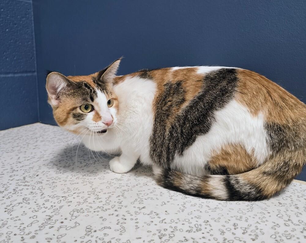 Sassy, a Adoptable Domestic Short Hair in Wellington, KS image 5/6