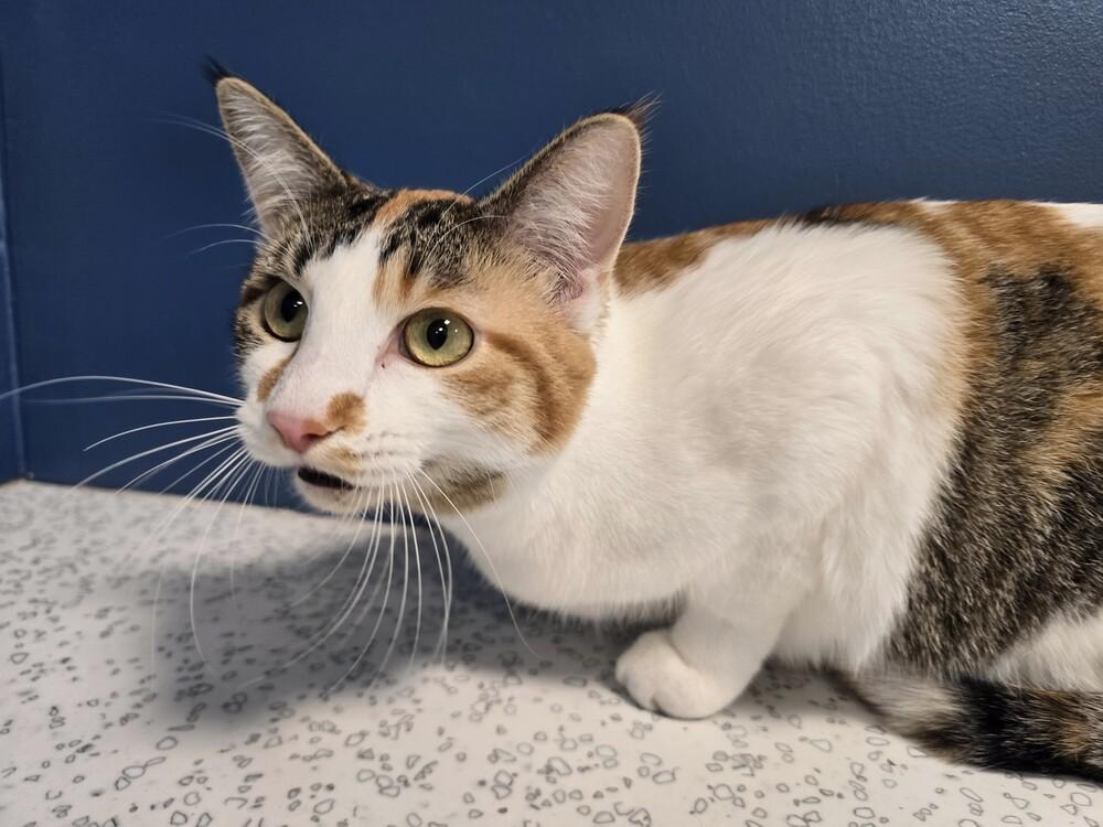 Sassy, a Adoptable Domestic Short Hair in Wellington, KS image 6/6