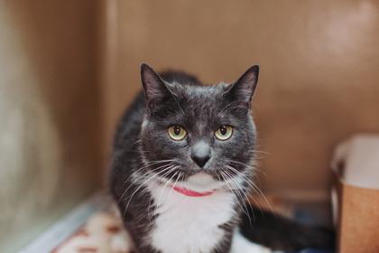90286a Tiny Tina- Pounce Cat Cafe, Adoptable, Adult Female Domestic Short Hair & Domestic Short Hair.