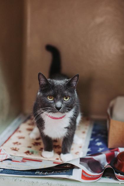 Enlarge 90286a Tiny Tina- Pounce Cat Cafe, a Adoptable mixed breed in North Charleston, SC image 2/3
