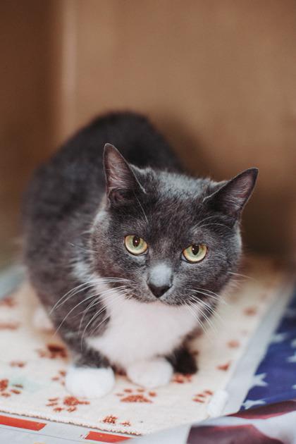 Enlarge 90286a Tiny Tina- Pounce Cat Cafe, a Adoptable mixed breed in North Charleston, SC image 3/3