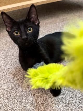 Bo, a ADOPTABLE Domestic Short Hair in Boyd, TX image 3/6
