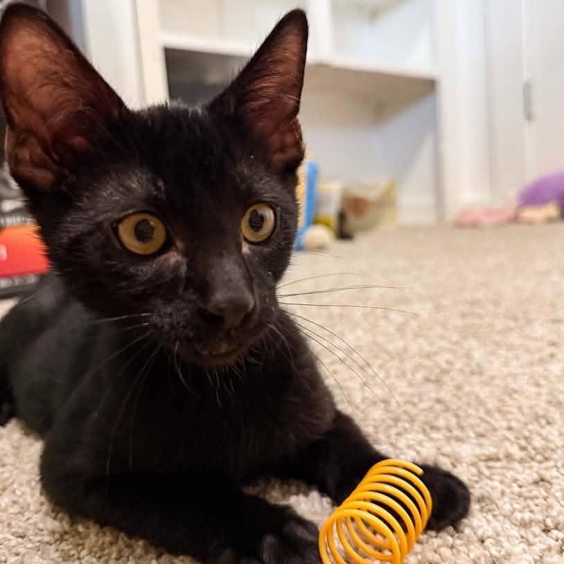 Bo, a ADOPTABLE Domestic Short Hair in Boyd, TX image 2/6