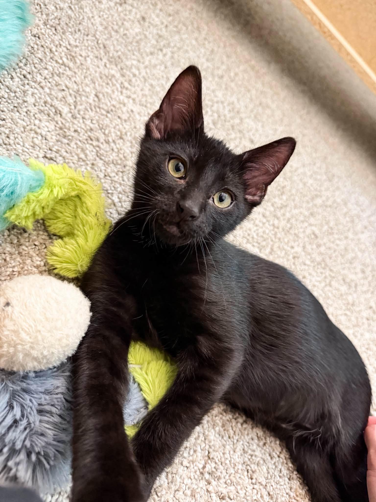 Bo, ADOPTABLE, Kitten Male Domestic Short Hair.