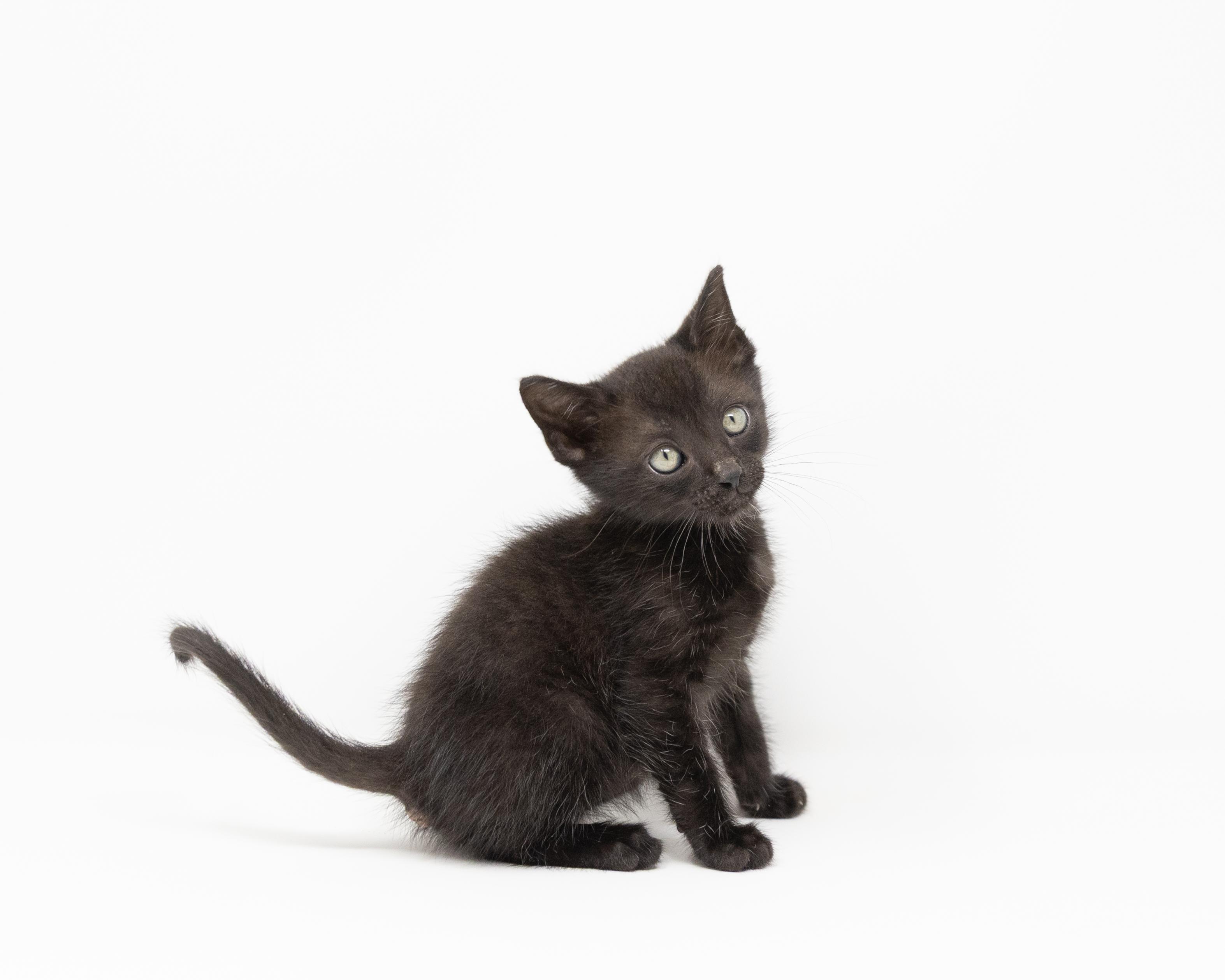 Bo, a ADOPTABLE Domestic Short Hair in Boyd, TX image 5/6