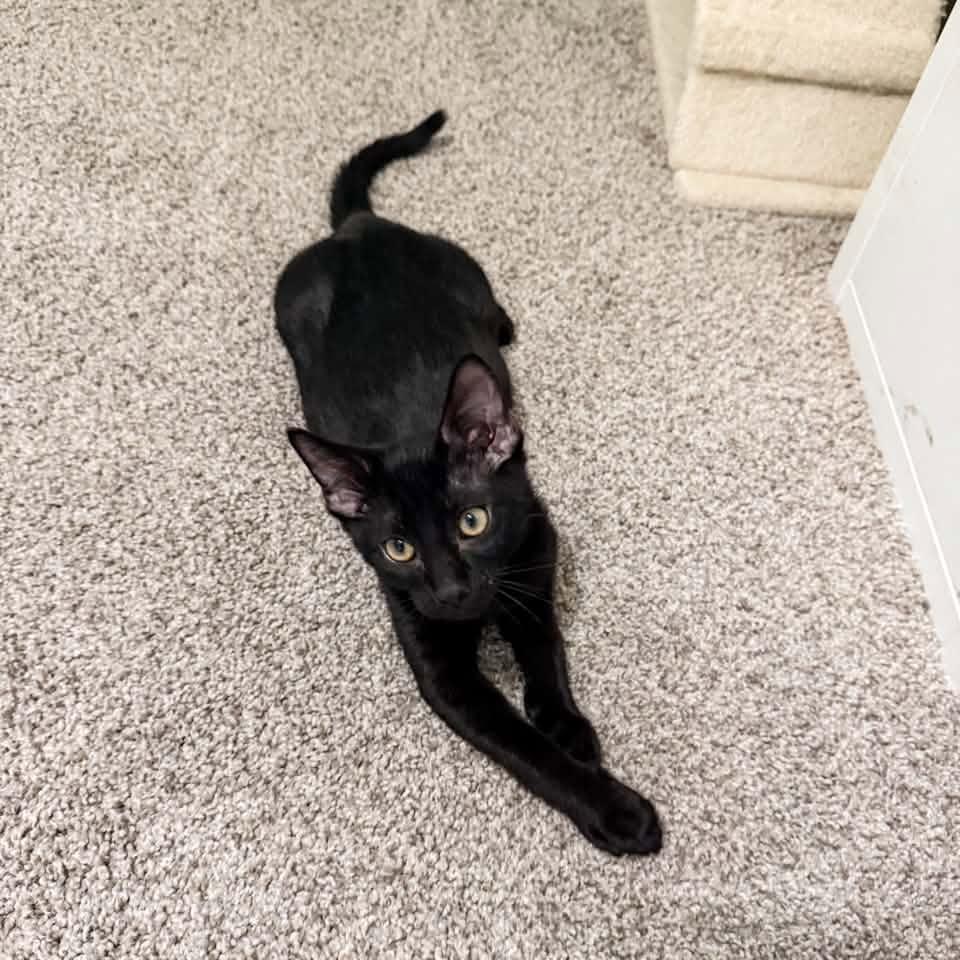 Bo, a ADOPTABLE Domestic Short Hair in Boyd, TX image 6/6