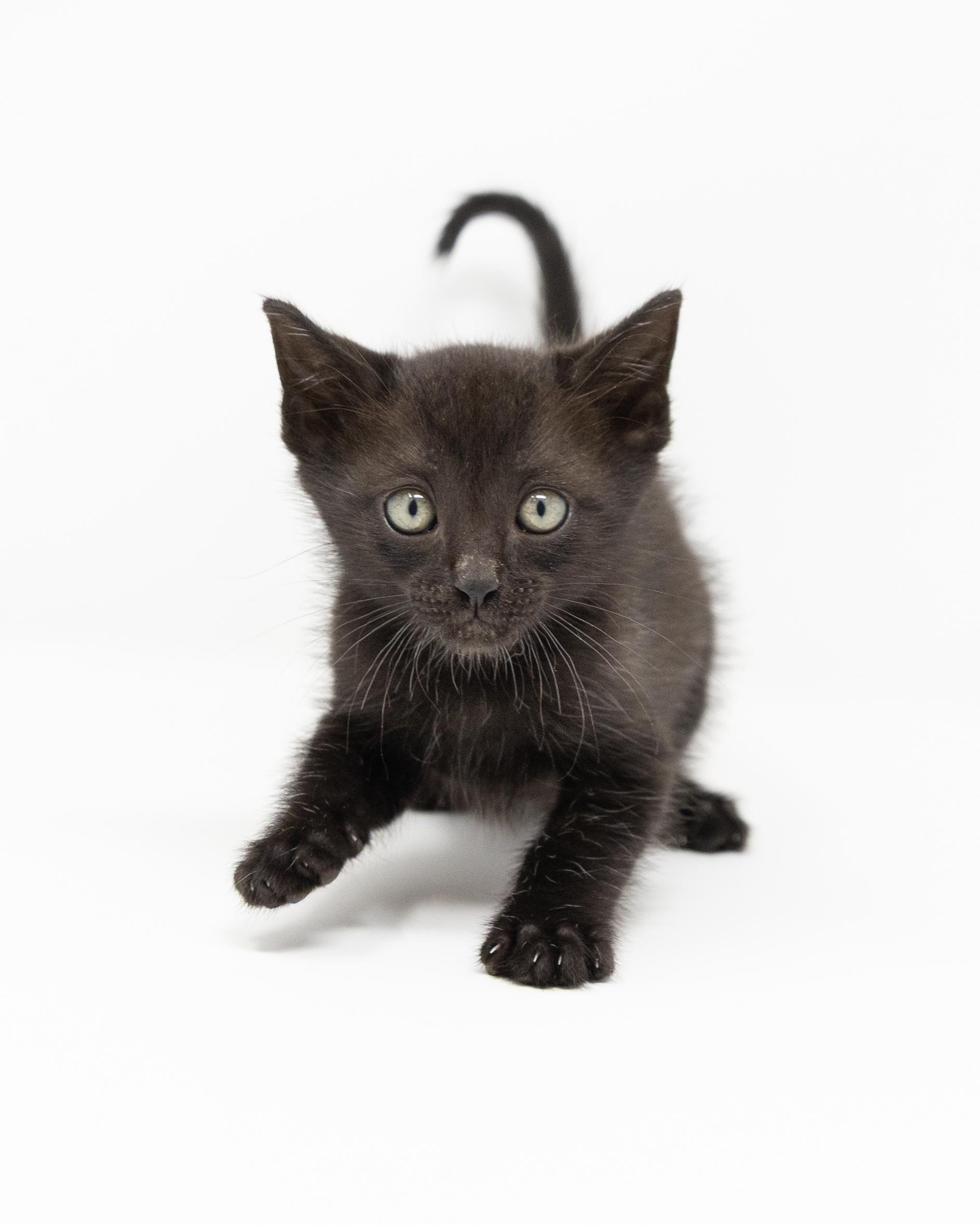 Bo, a ADOPTABLE Domestic Short Hair in Boyd, TX image 4/6