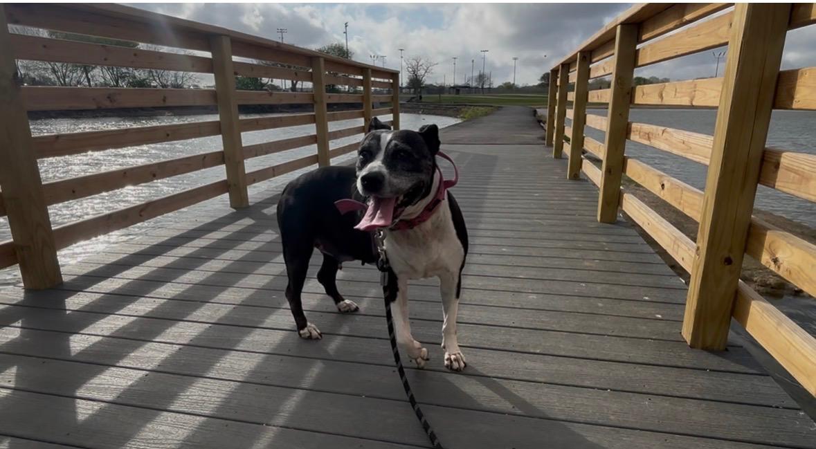 Enlarge Tracy Tootsie Roll, a Adoptable mixed breed in Cleveland, OH image 5/6