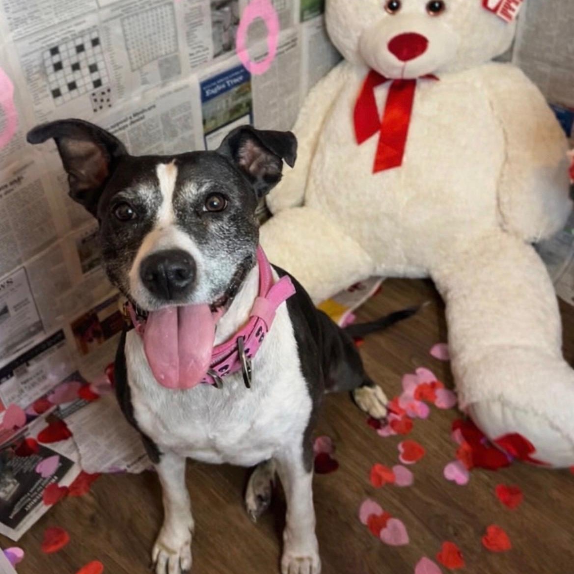 Enlarge Tracy Tootsie Roll, a Adoptable mixed breed in Cleveland, OH image 3/6