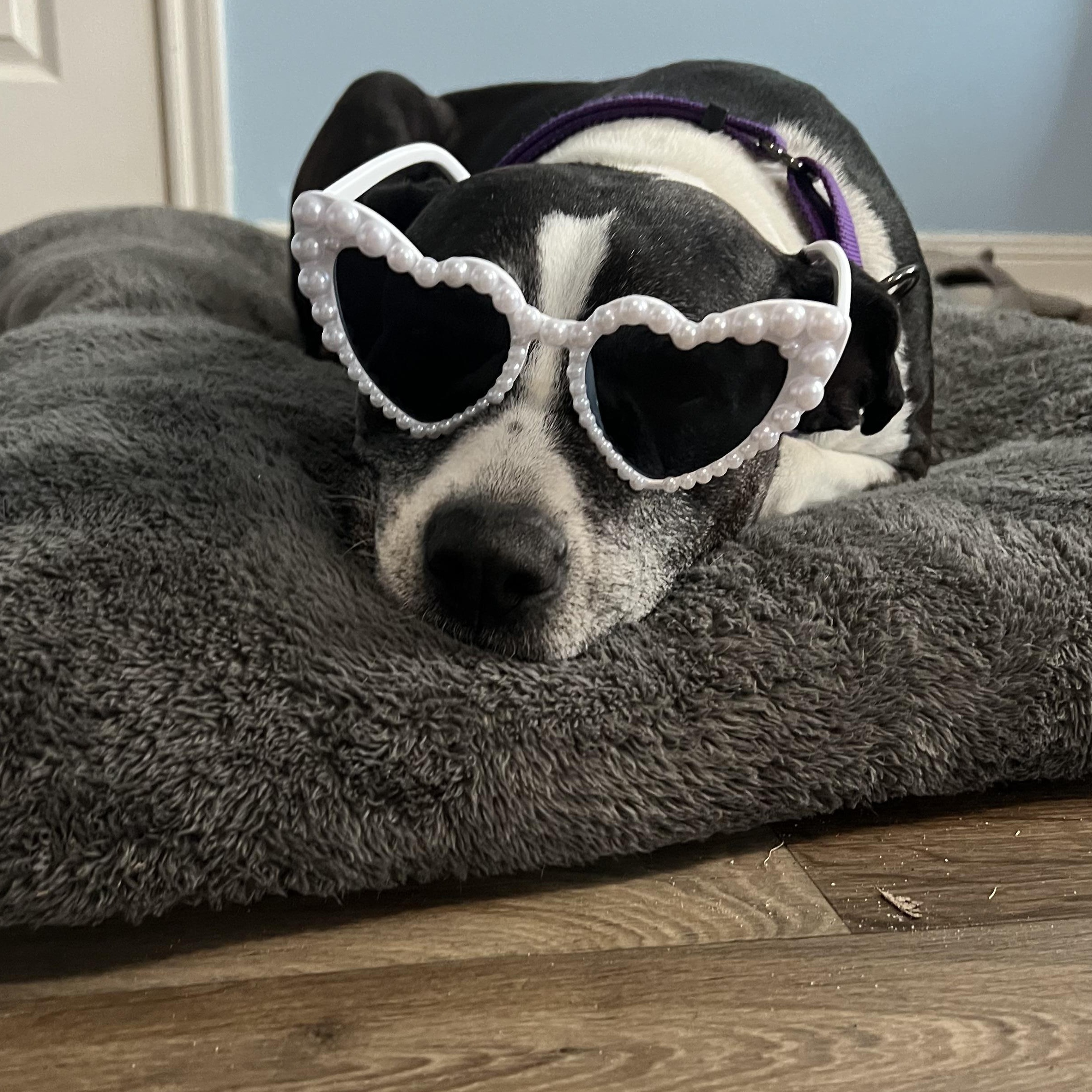 Enlarge Tracy Tootsie Roll, a Adoptable mixed breed in Cleveland, OH image 1/6