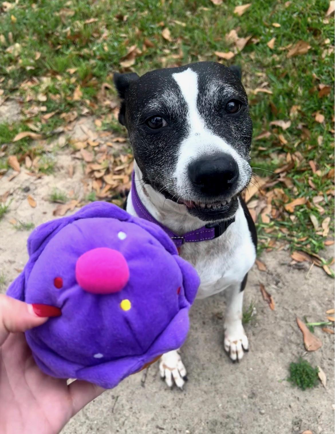 Enlarge Tracy Tootsie Roll, a Adoptable mixed breed in Cleveland, OH image 6/6