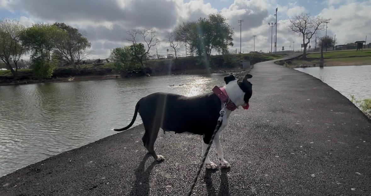 Enlarge Tracy Tootsie Roll, a Adoptable mixed breed in Cleveland, OH image 4/6
