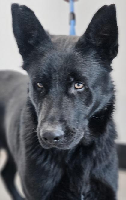 Shaka — thumbnail 3