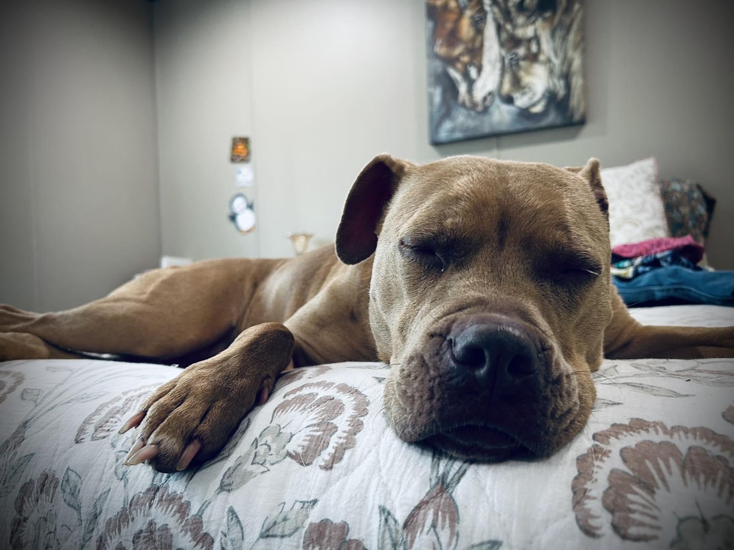 Enlarge Angelica, a Adopted mixed breed in Amherst, VA image 3/5