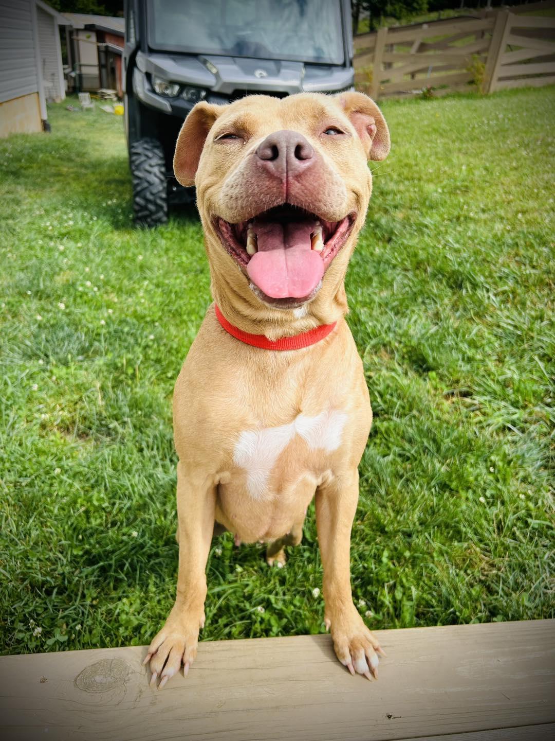 Enlarge Angelica, a Adopted mixed breed in Amherst, VA image 2/5