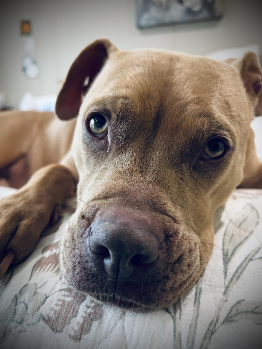 Angelica, Adopted, Young Female Pit Bull Terrier.