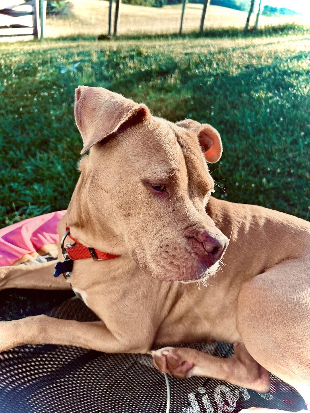 Enlarge Angelica, a Adopted mixed breed in Amherst, VA image 4/5