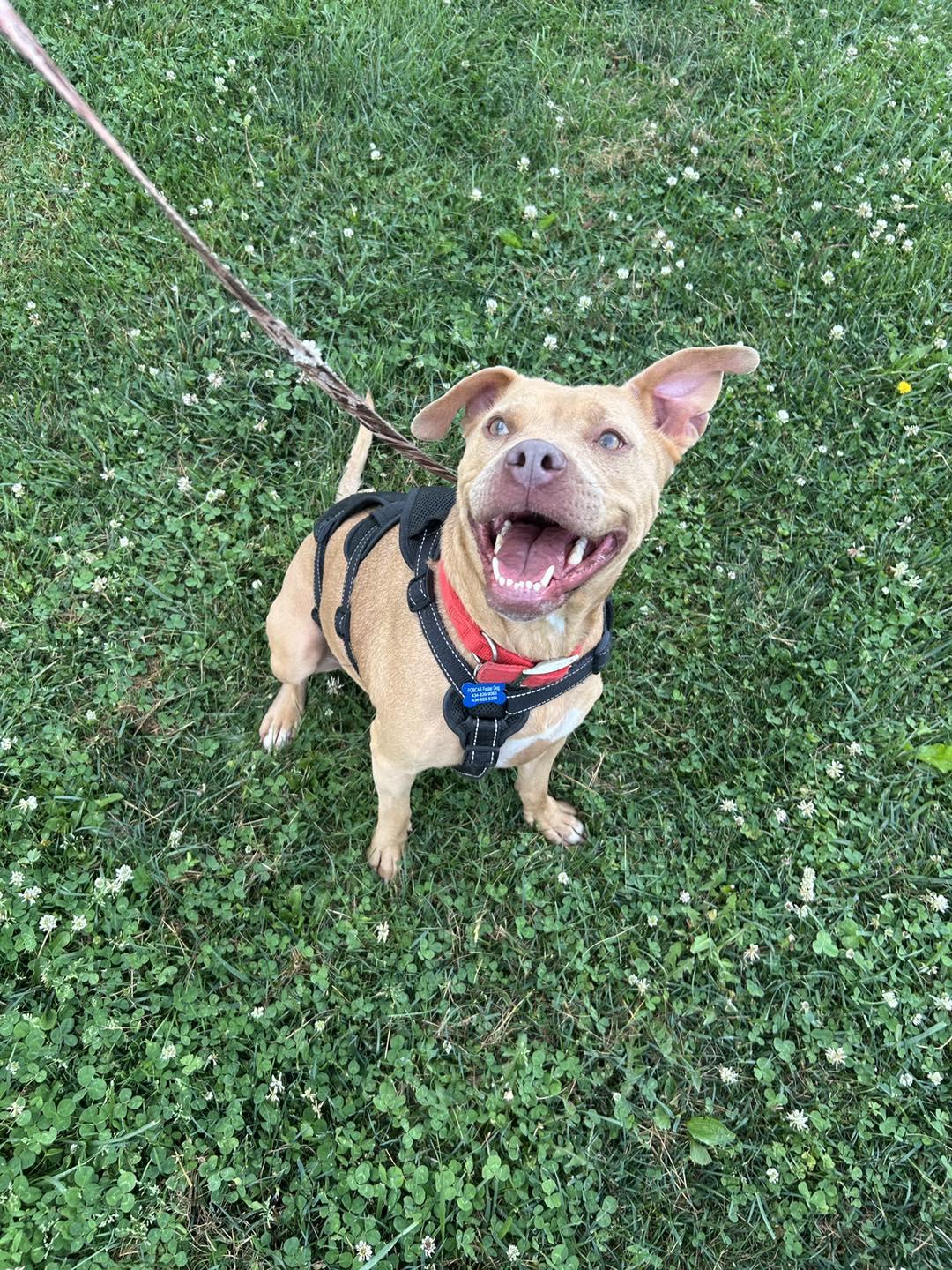 Enlarge Angelica, a Adopted mixed breed in Amherst, VA image 5/5