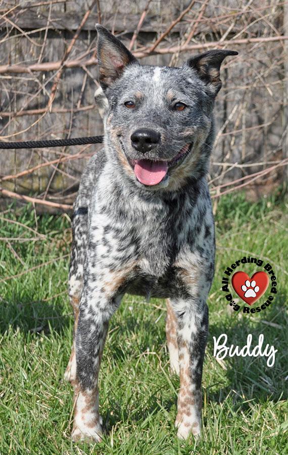 Buddy, ADOPTABLE, Young Male Cattle Dog.