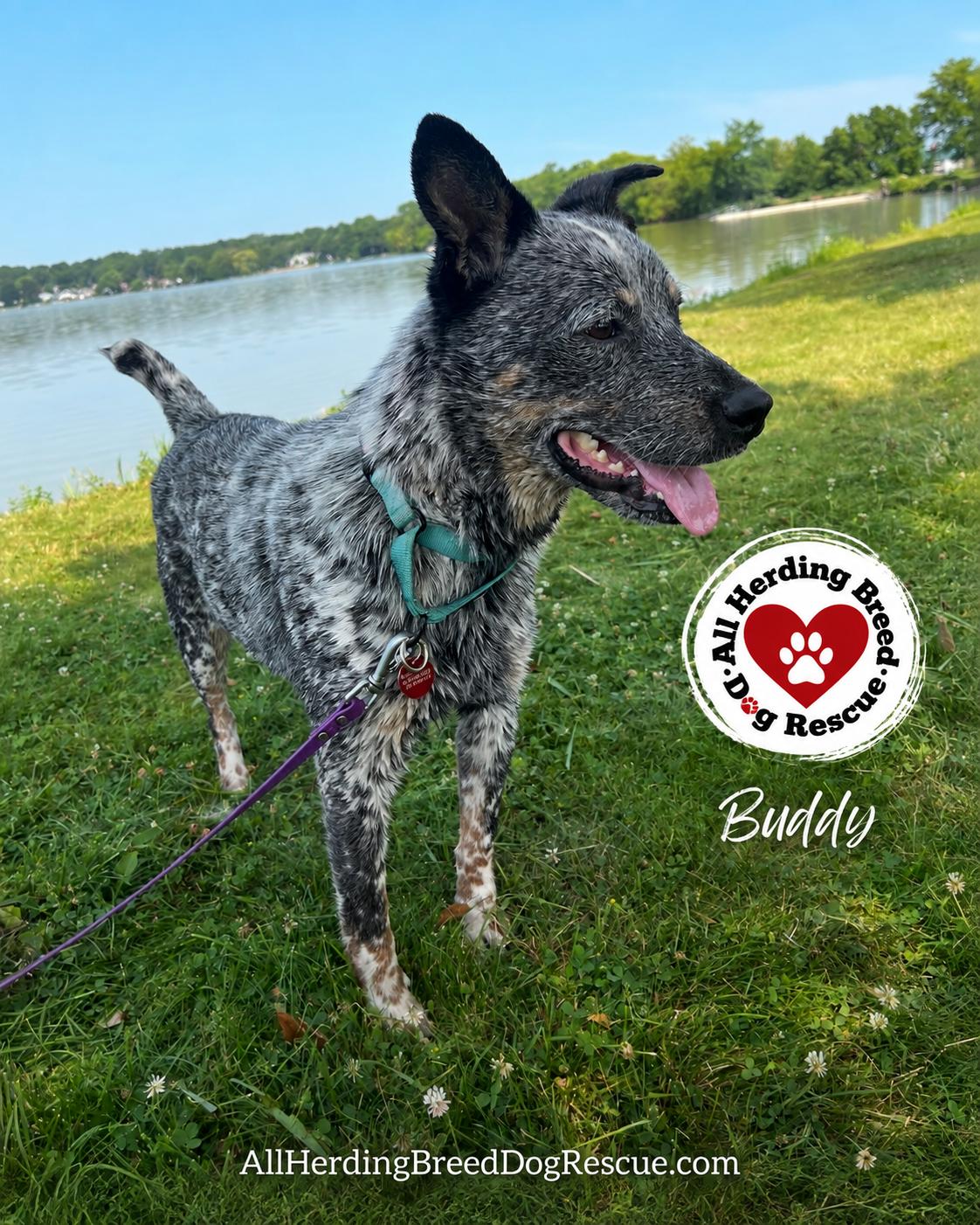 Enlarge Buddy, a ADOPTABLE Cattle Dog in Joliet, IL image 6/6
